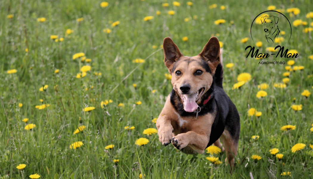 качество белков в рационе собак