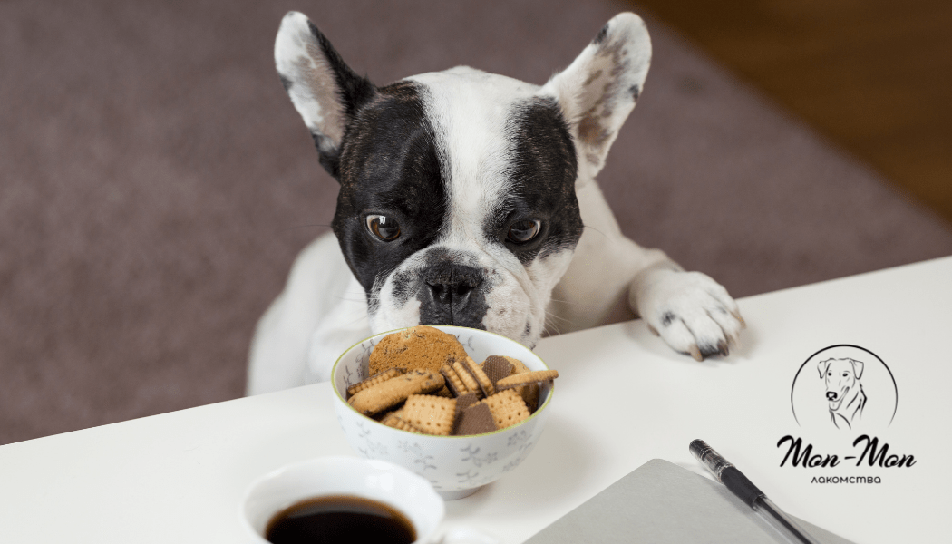 если собака перестала есть сухой корм