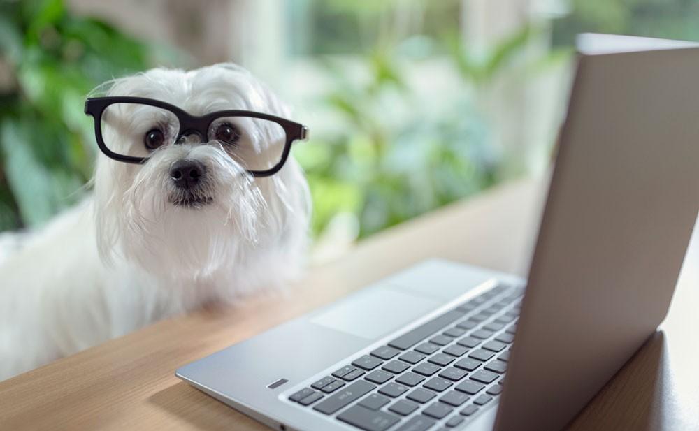 влияние микрофлоры кишечника на иммунитет собаки