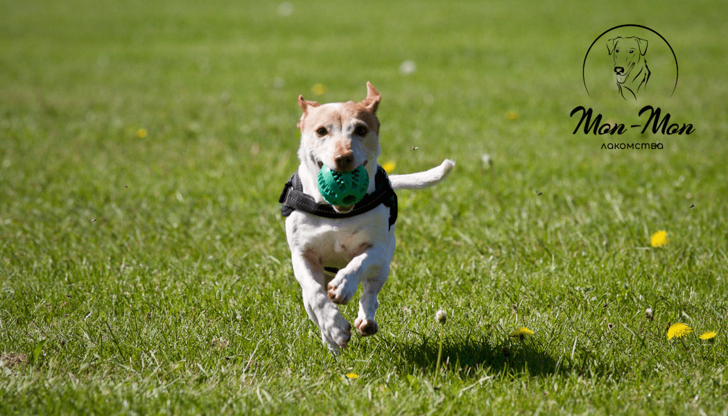 о дрессировке собак