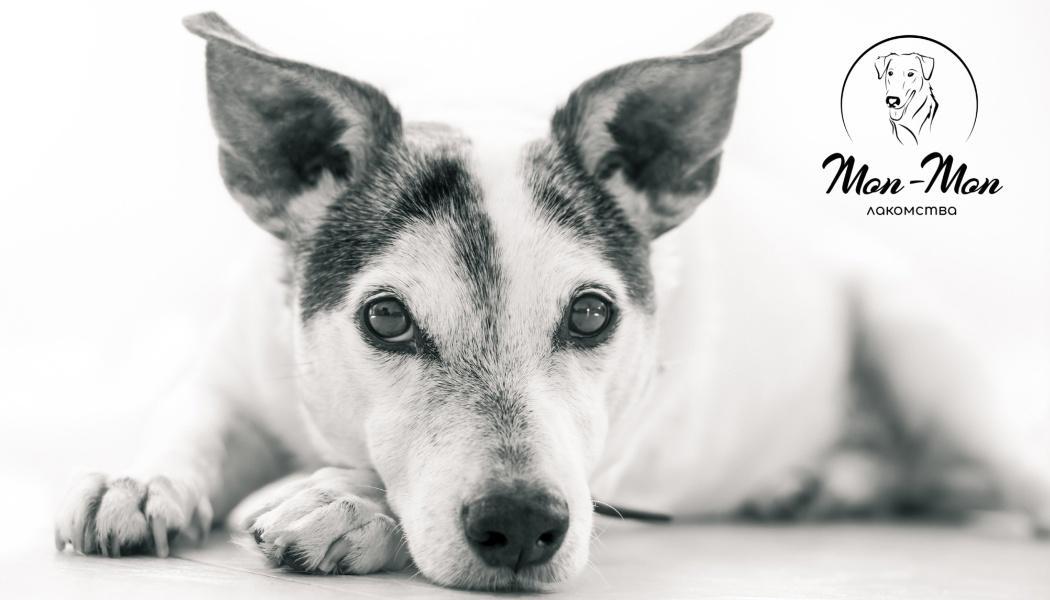 лакомства для собак