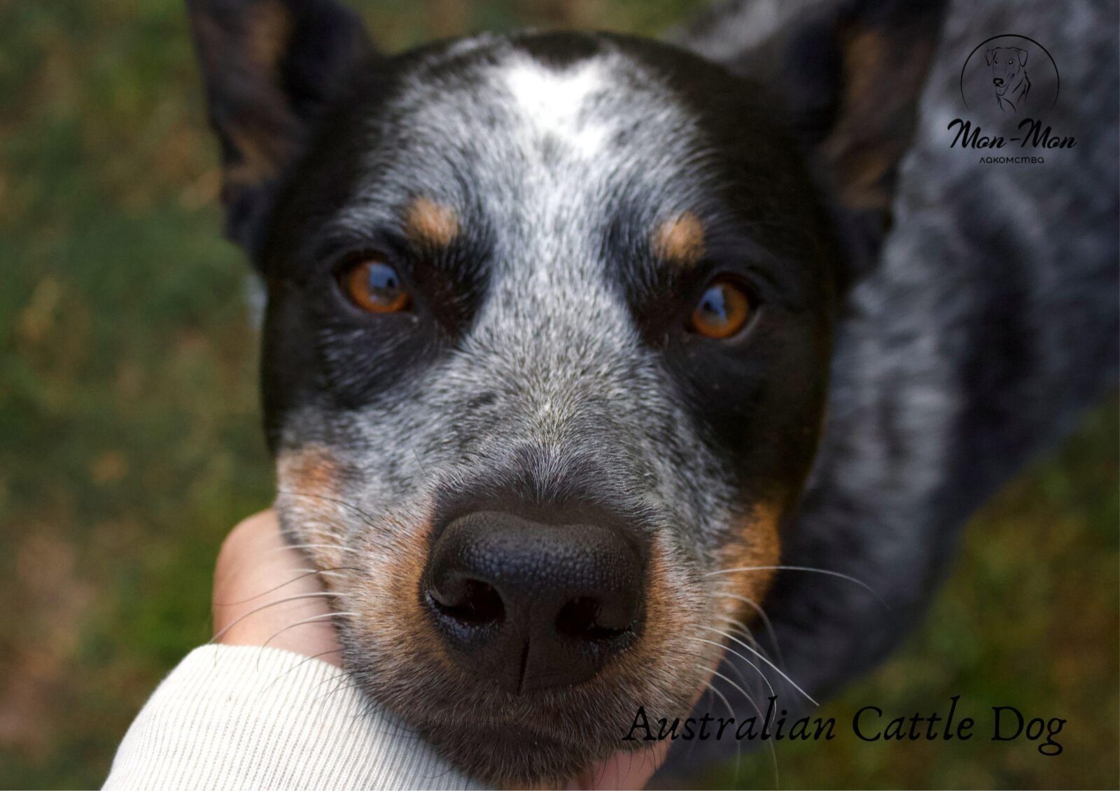 Пастушьи собаки и особенности их поведения