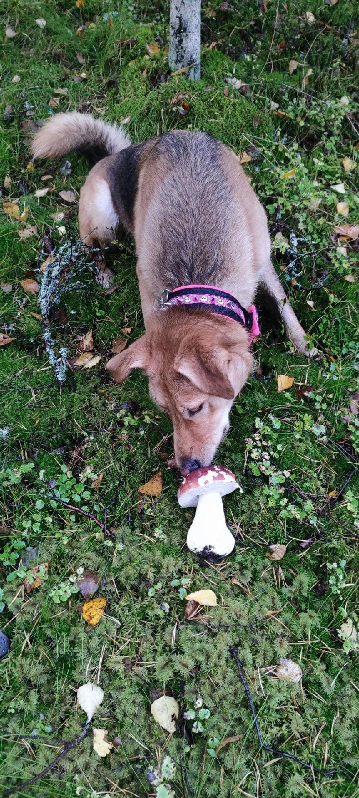 Можно ли собакам давать грибы?