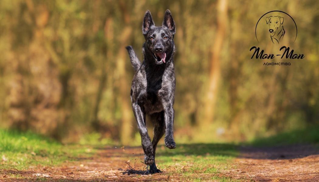 Вкусняшки для дрессировки собак