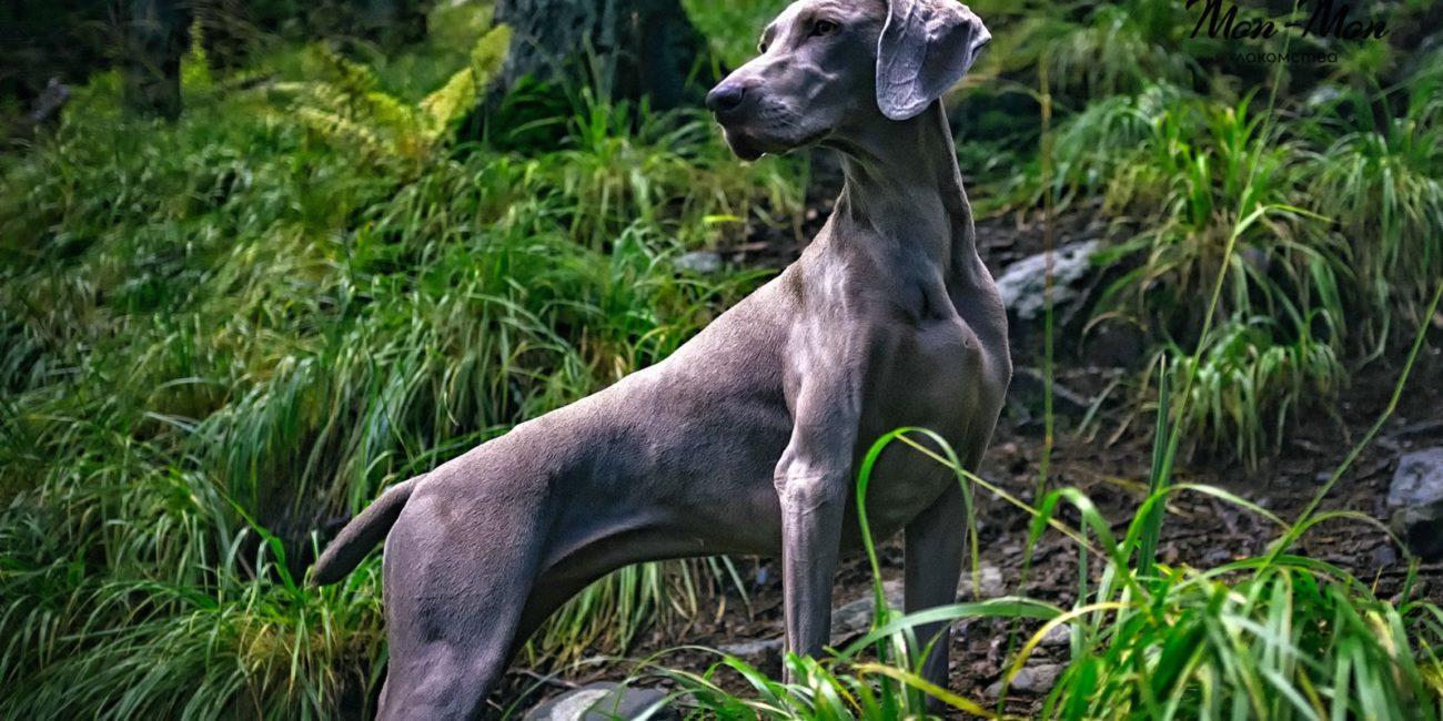 если собака потерялась в лесу