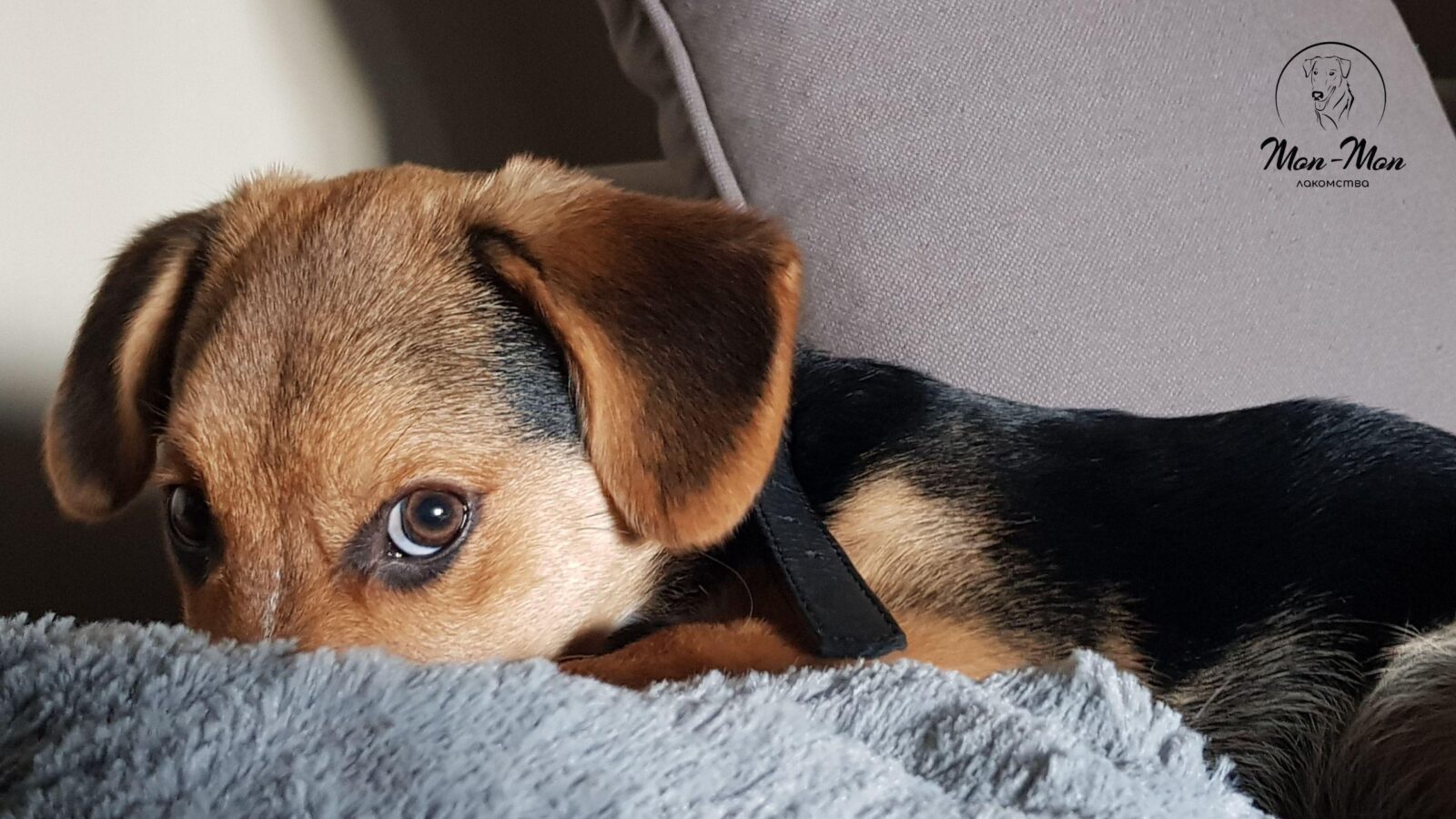 Щенок немецкой овчарки