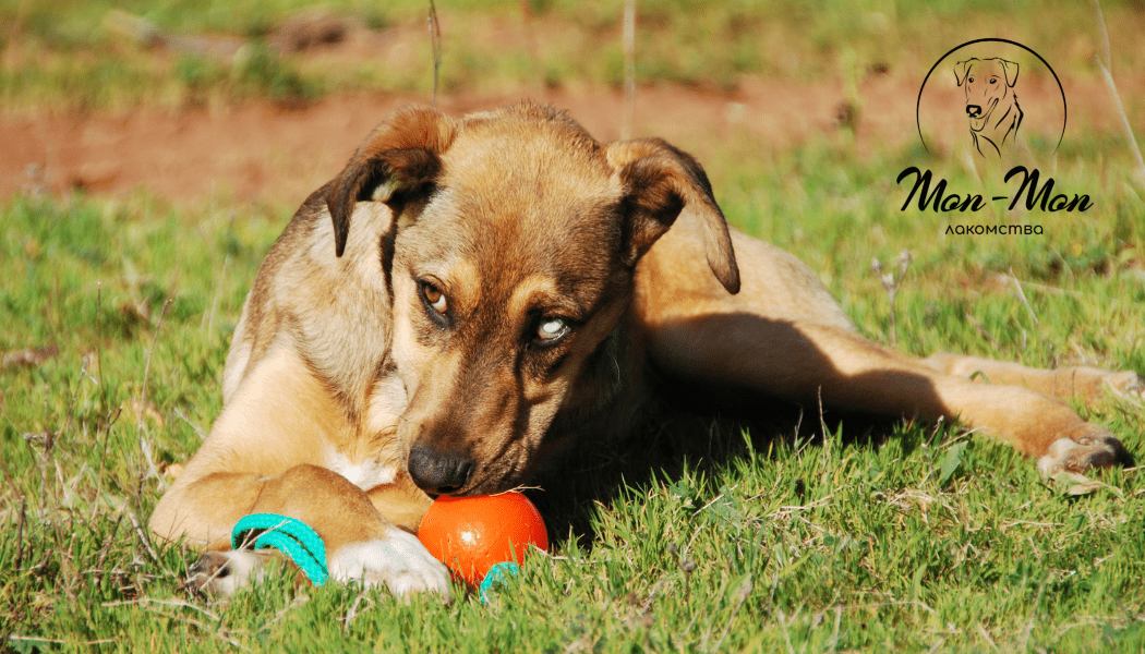 зачем собакам кости?