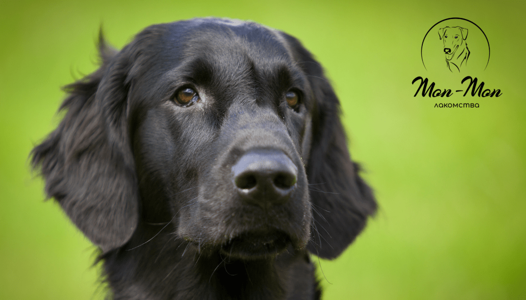 Перьевая мука в кормах для собак