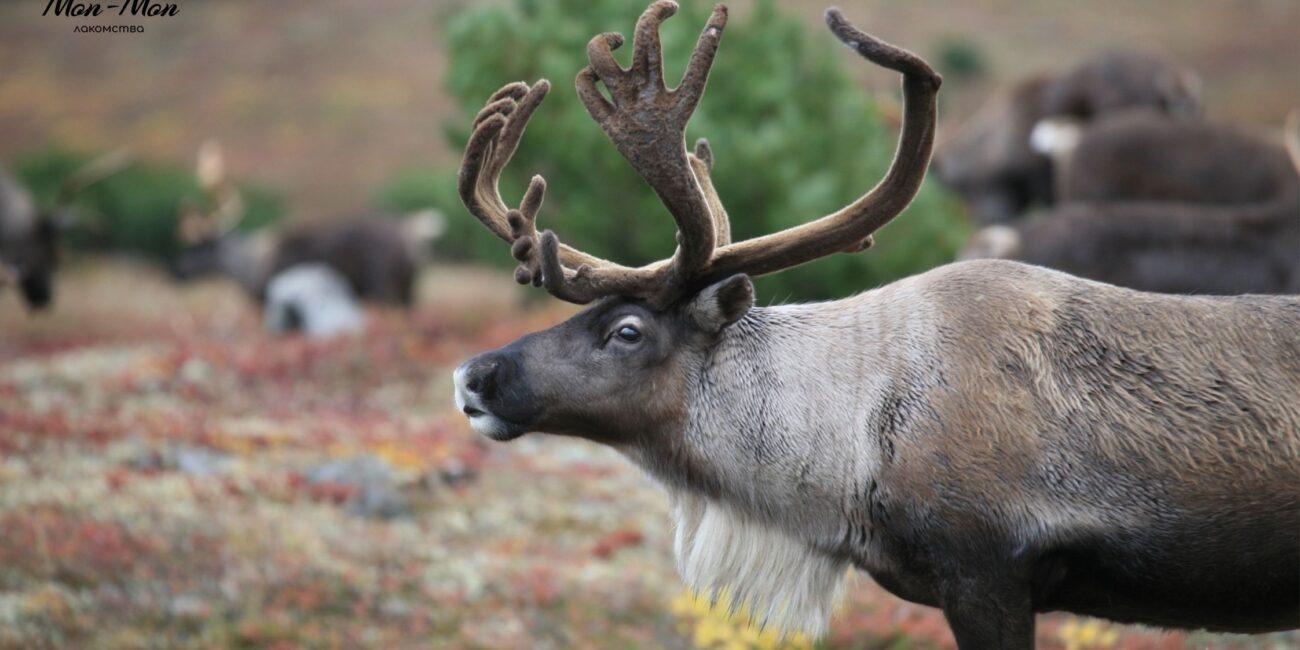 лакомства для собак из оленины