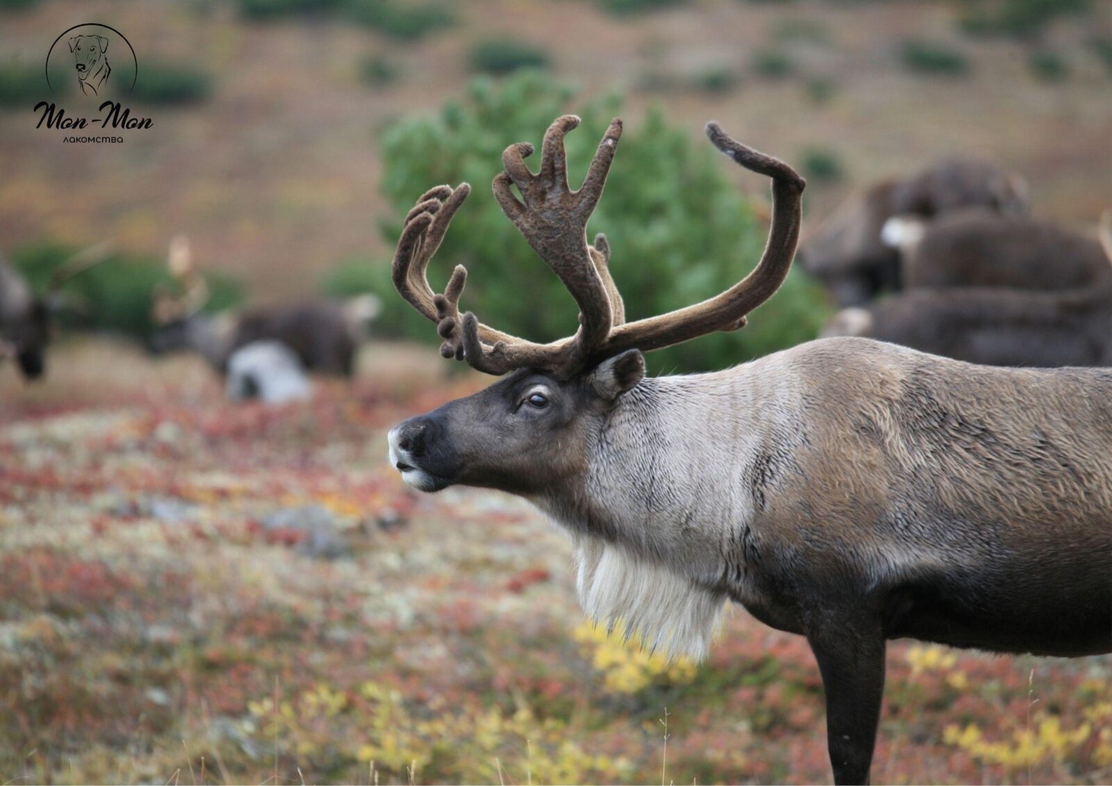 лакомства для собак из оленины