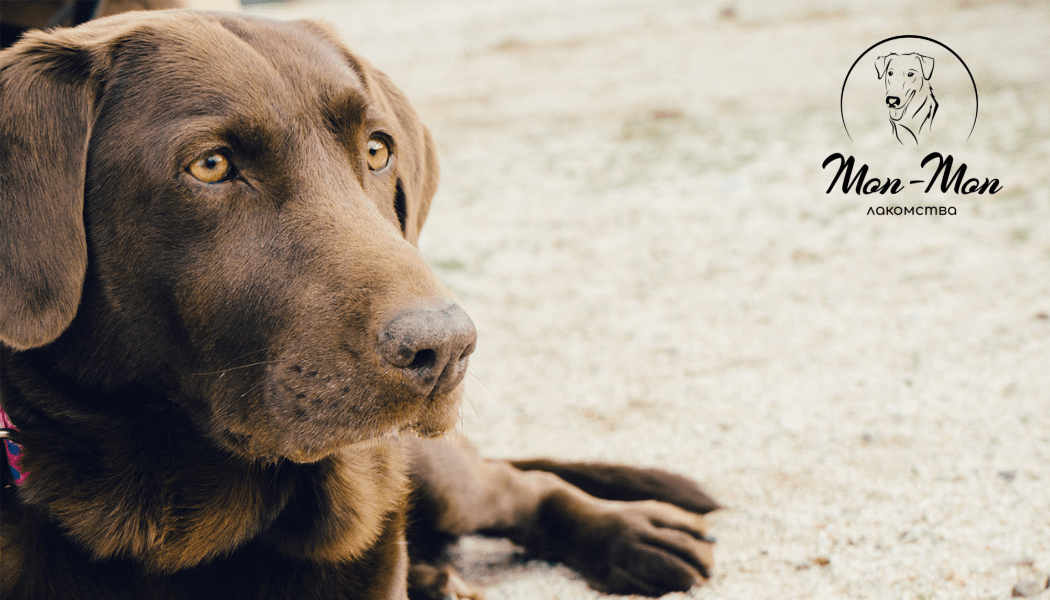 Беззерновой сухой корм для собак