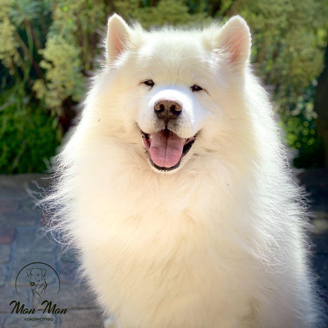 Остеоартрит у собак