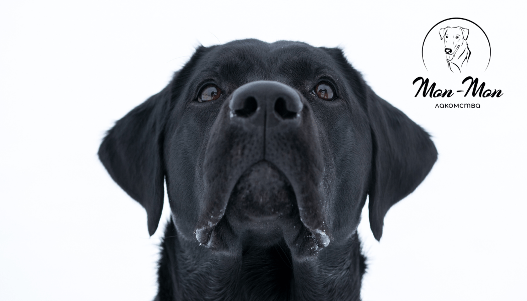 Деменция у собак