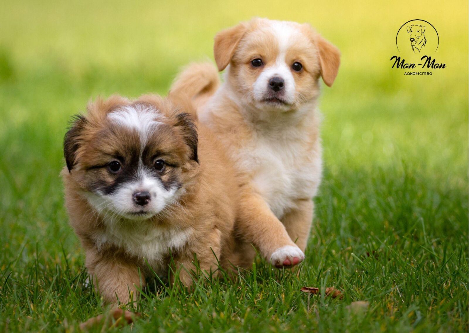 Кости для щенков