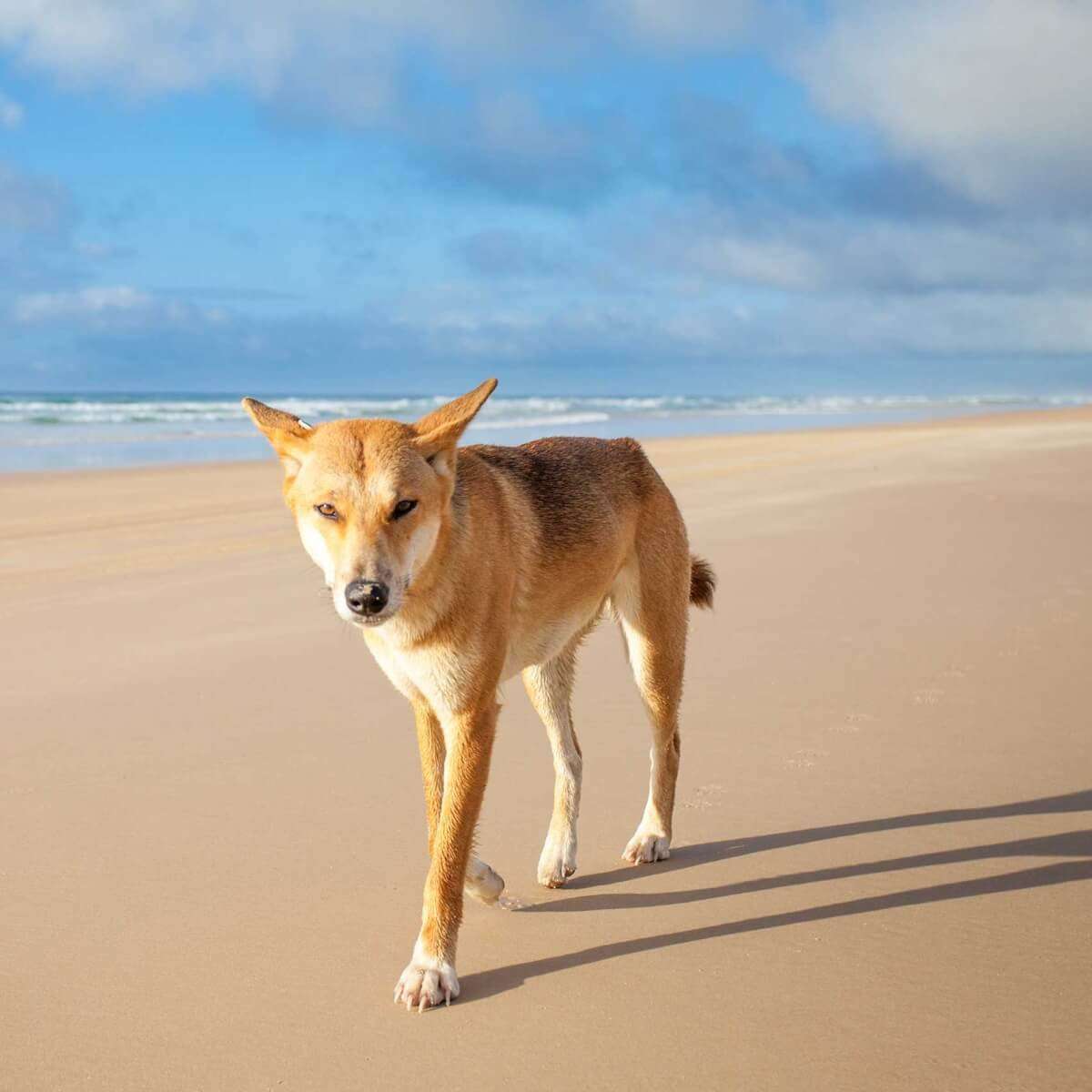 Чем питаются собаки?