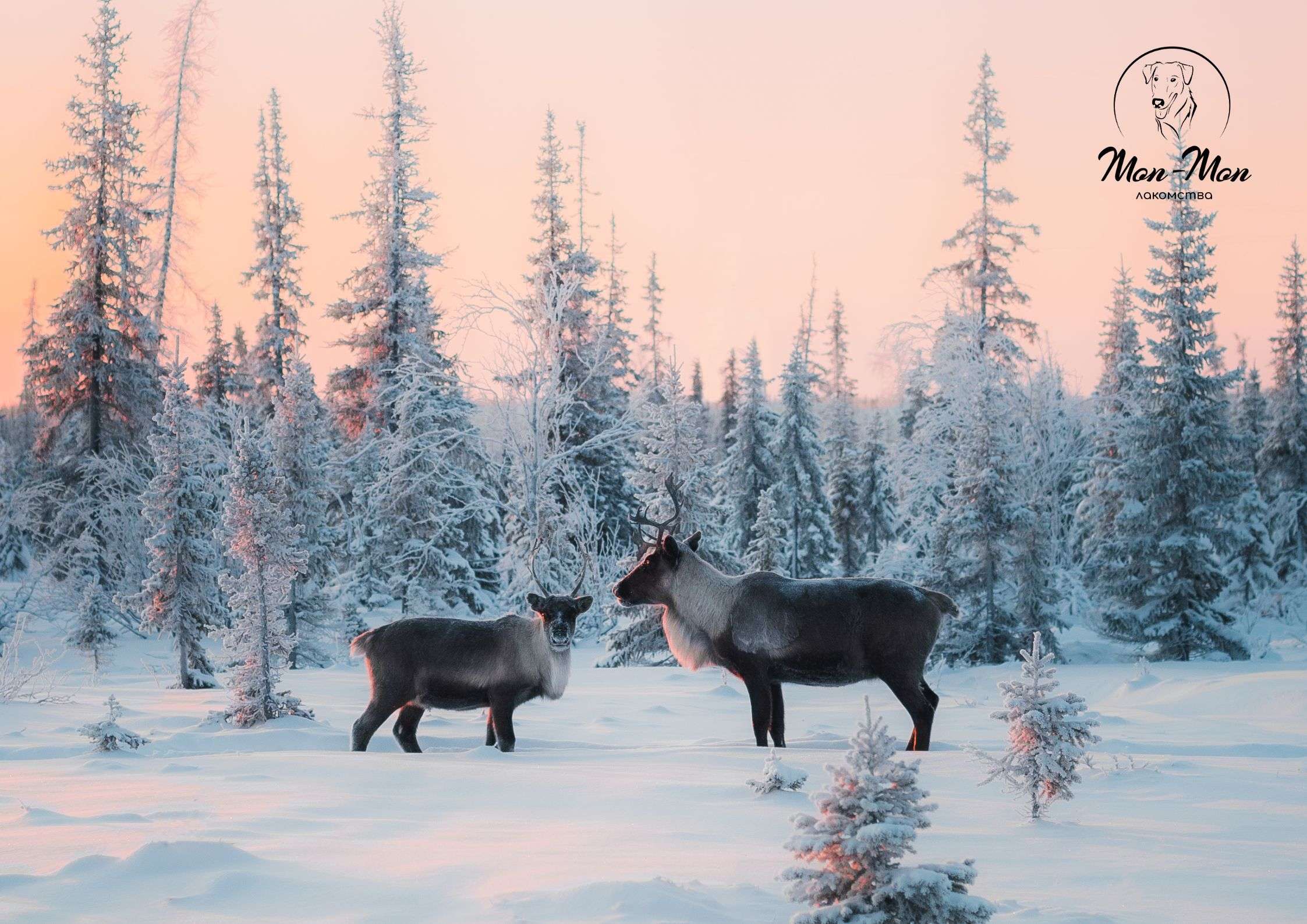 северный олень - лакомства для собак