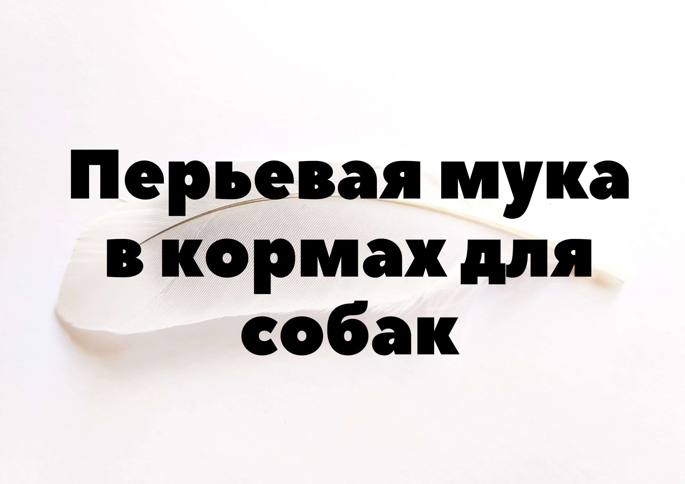 Перьевая мука в кормах для собак