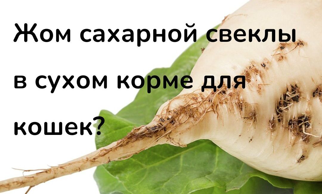 жом сахарной свеклы ы корме для кошек