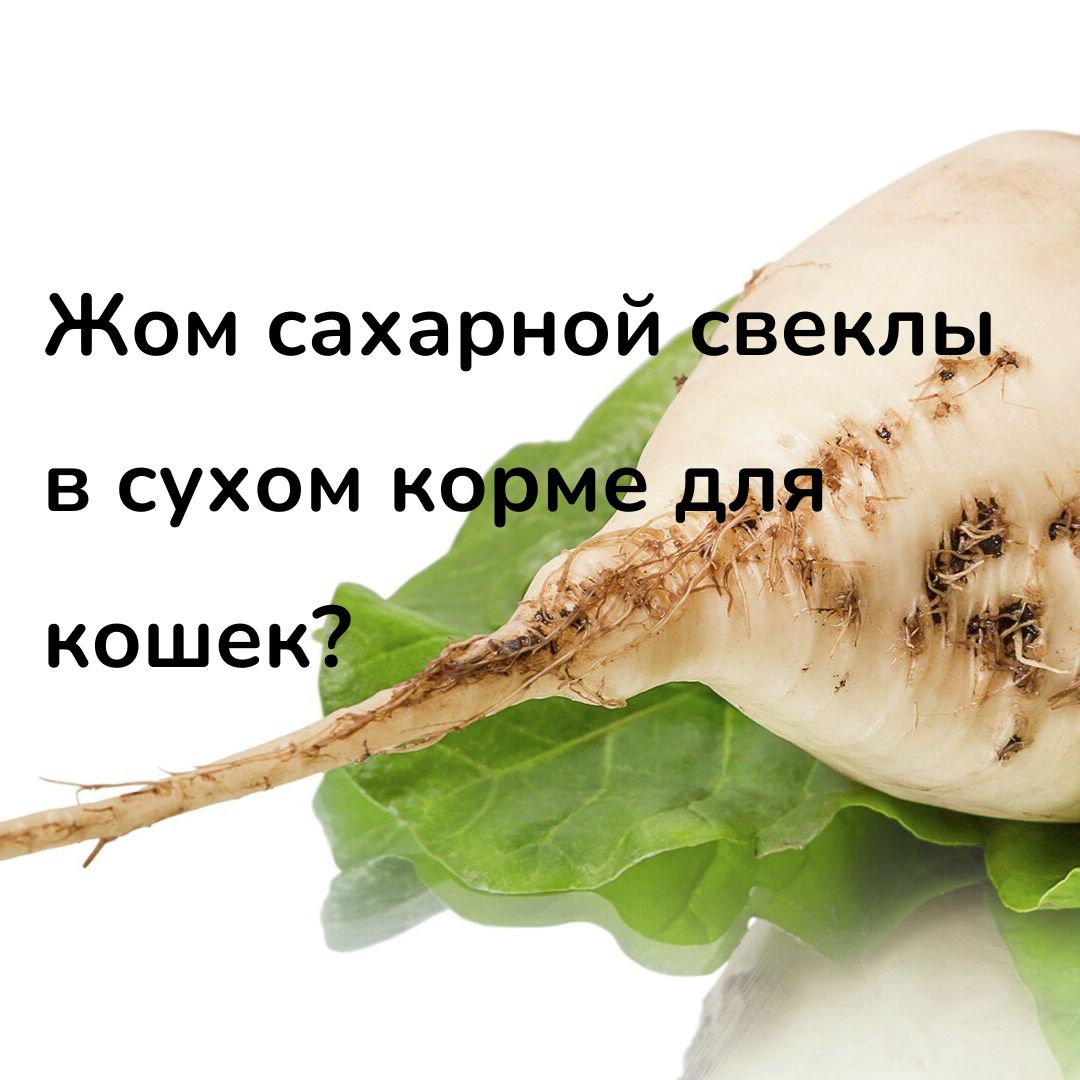 жом сахарной свеклы ы корме для кошек